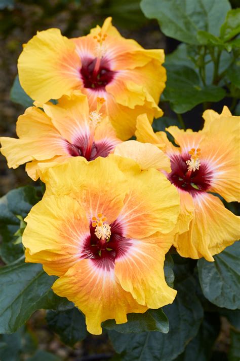 Hollywood Hibiscus Our Plant Collection J Berry Nursery