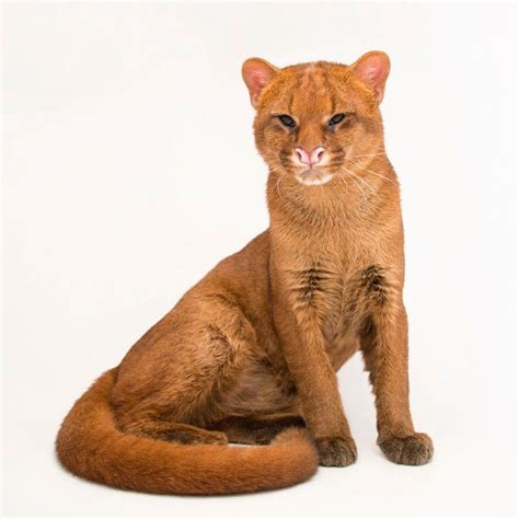 Known As One Of The Oddest Looking Cats The Jaguarundi Is