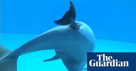 Dolphin Giving Birth Caught On Camera Video World News The Guardian