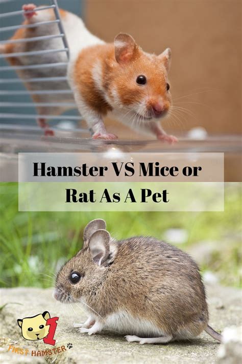 If Youre Looking To Get A Rodent But Cant Decide Between Hamsters Mice Or Rats Then This