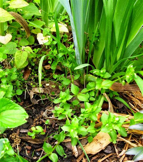 Weeds are by far one of the biggest challenges that gardeners face. Yard and Garden Secrets: Garden Clean up and Weed Removal