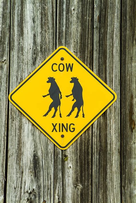Cow Crossing Sign Photograph By Richard Nowitz Fine Art America