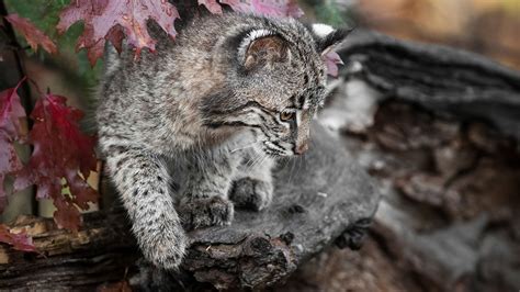 Bobcat Wildlife Autumnwatch New England Pbs