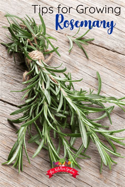 5 Tips For Growing Rosemary In 2020 Growing Rosemary Herb Garden