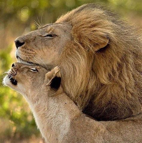 Leões São Maravilhosos Leões Apaixonados Fotos De Animais Animais