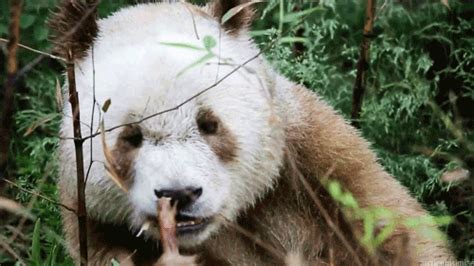 This Rare Panda Is Brown Instead Of Black