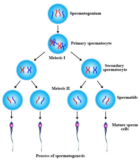 What Is The Correct Sequence Of Sperm Formation