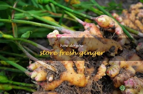 The Best Way To Keep Fresh Ginger Fresh Tips For Storing Ginger ShunCy