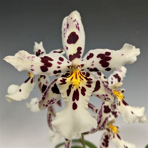 Aliceara Tropic Lily 'Hilo Spaceship' (Oncidium Nichirei Lilac x