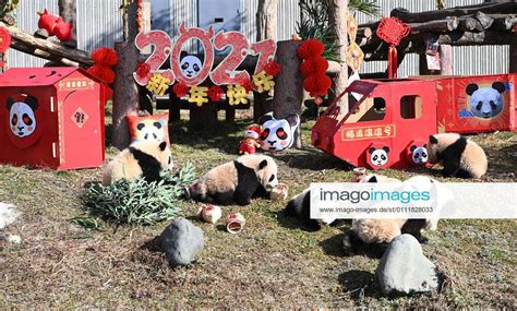 Aba China February 03 Ten Giant Panda Cubs All Born In 2020 Meet