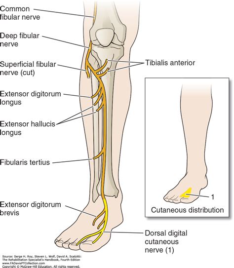 Common Fibular Nerve Images Galleries With A Bite