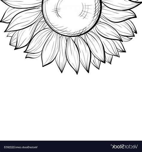 Sunflower Border Vector At Vectorified Collection Of Sunflower