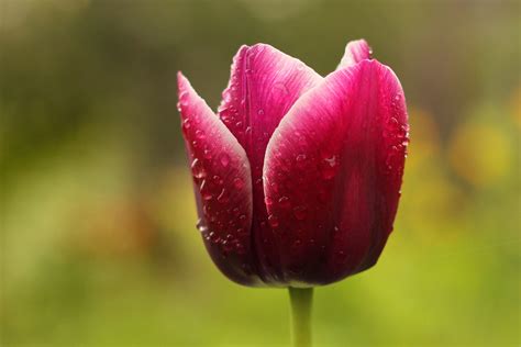 Tulip Rain Water Drops Flower Beautiful Tender Wallpapers Hd
