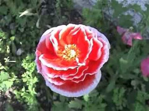 The lyrics for la belle fleur sauvage by lord huron have been translated into 4 languages. Grâce 20110911 - La plus belle fleur du jardin - YouTube