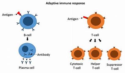 Immune Cells Adaptive Immunity Response Memory System