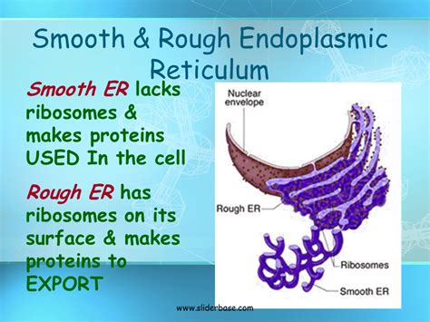 The endoplasmic reticulum's function is to carry materials throughout the cell. Basic Structure of a Cell - Presentation Biology
