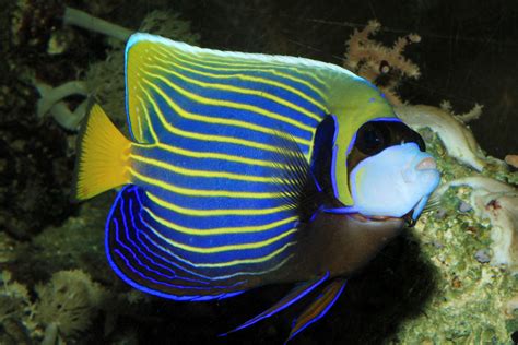 Emperor Angelfish Zoochat