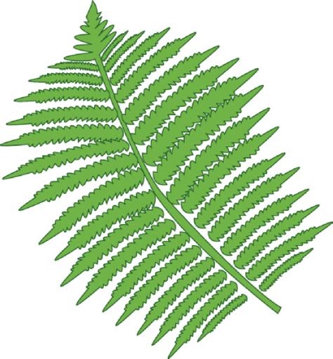 Fern Clip Art At Vector Clip Art Online Royalty Free