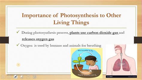 How Does Photosynthesis Help Humans