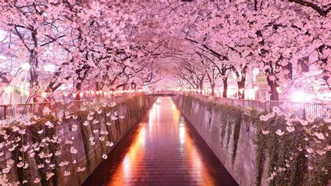 Sakura Wallpaper HD for Android - APK Download