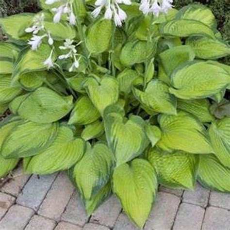 Hosta Paradigm Buy Plantain Lily At Coolplants