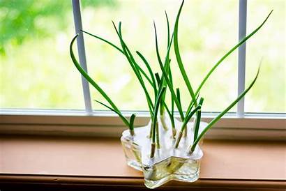 Onions Growing Water Onion Grow Container Kitchen
