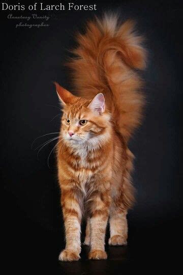 Maine coons enjoy being around children and other family pets but they do. Pin on Maine Coon Cats