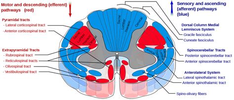 Introduction To The Spinothalamic Tract Interactive Biology With