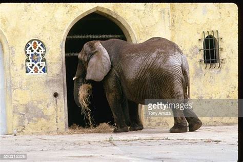 Empty Zoo Enclosure Photos And Premium High Res Pictures Getty Images