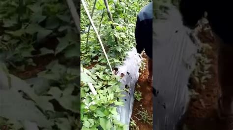 Ubi Rambat Cv Umbi Tumpang Sari Dengan Cabe Tomat Daun Bawang Youtube