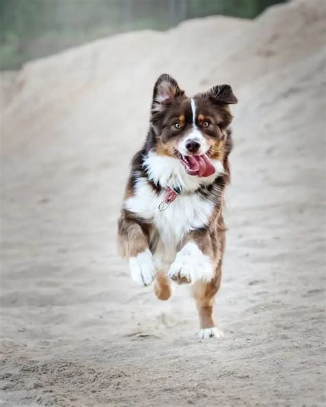 Red Tri Australian Shepherds Everything You Need To Know Juniper Pets