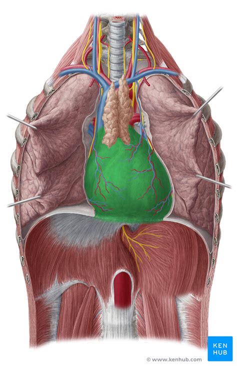 You could see them on the surface of the heart. Pericardium - Anatomy, Blood Supply & Innervation | Kenhub