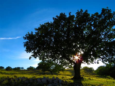 Sun Shining Through The Branches Of A Tree In The Middle Of A Green