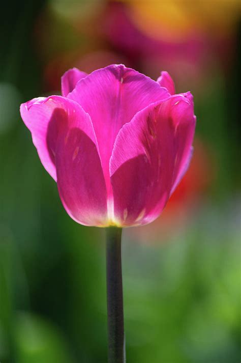 Purple Tulip Ii Photograph By Joan Han