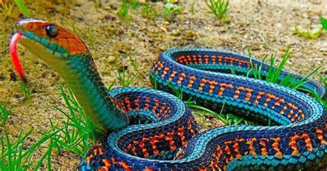 Deadliest Snakes The Most Dangerous Ever Found On The Planet
