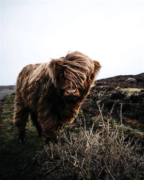 Visitscotland Visitscotland On Instagram We Think This Wee Coo