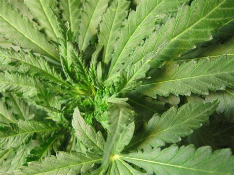 As such, i expected it to kill spiders and bees and not in bold it says odorless and vaporless. in very small print is states that it is not to be used in human inhabited areas. Pests, Bugs & Viruses | Grow Weed Easy