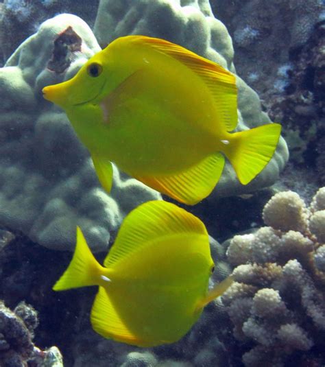A Classic Improved Aquacultured Yellow Tangs Captive Bred Fish The