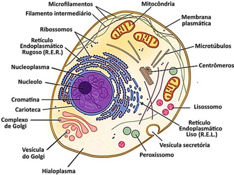 Aio A Figura A Seguir E O Esquema De Uma Celula Eucarionte