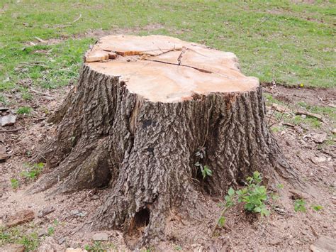 Tree Stump 是什么意思？ 关于英语 美国（英文） Hinative