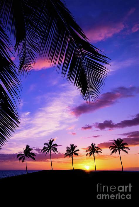 Hawaiian Palm Tree Sunset Photograph By Leena Robinson