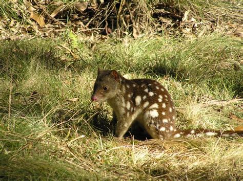 Conservation Of The Spotted Tailed Quoll Wildlife Preservation