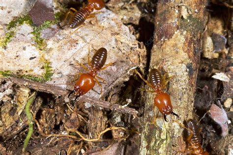 Giant Termites Stock Image C0176811 Science Photo Library