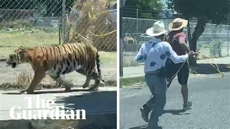 Escaped Tiger Caught With Lasso On Streets Of Guadalajara Youtube