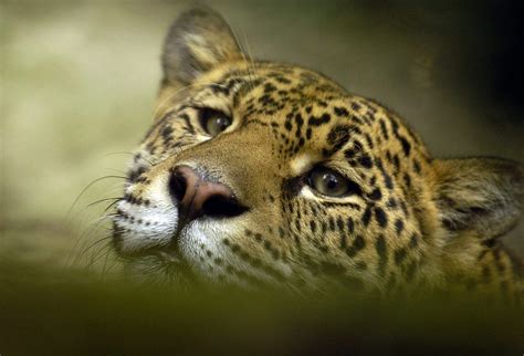 Los Jaguares En Peligro De Extinción En Panamá Efeverde