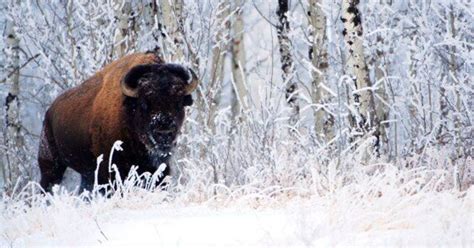 Bison On Track To Return To Banff National Park Huffpost Alberta