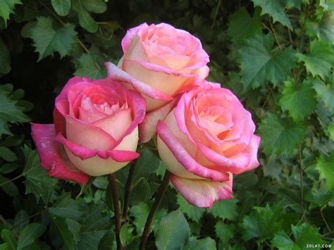 Top 10 Most Pretty Roses In The World Yabibo