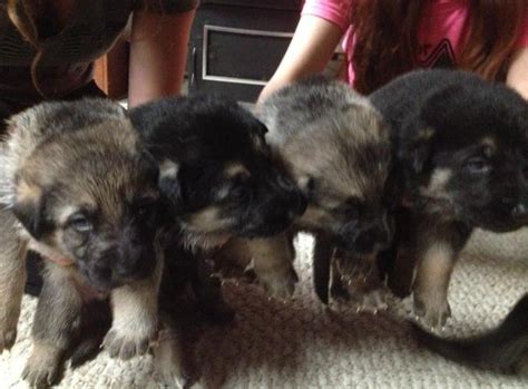 Purebred German Shepherd Puppies For Sale In Seymour Connecticut