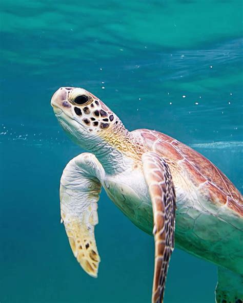 Sea Turtle | Sea turtle wallpaper, Sea turtle, Turtle