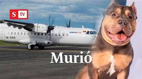 Mujer Denuncia Que Su Perro Murió En La Bodega De Un Avión De Easyfly